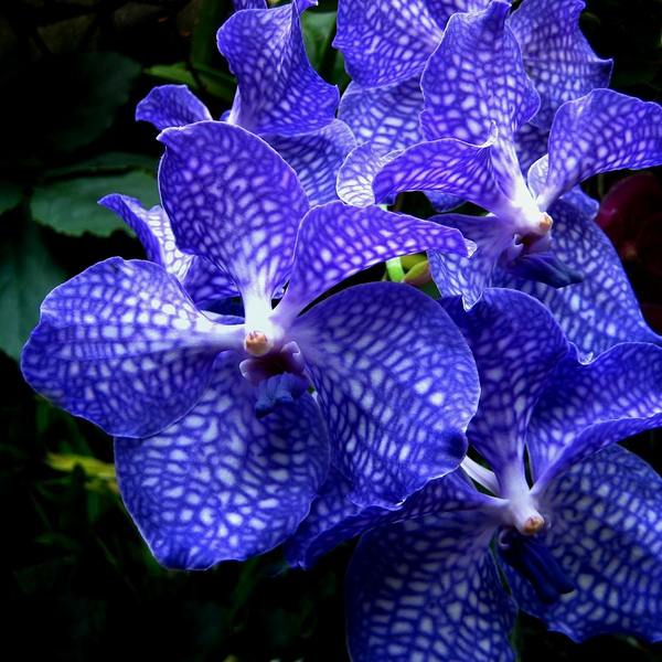 orchidea_vanda